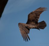 Vulture4.jpg