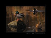 Ducks.jpg