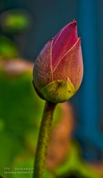 bud.jpg
