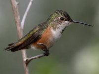 Hummer35.jpg