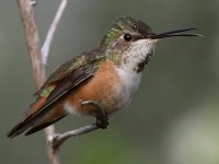 Hummer37.jpg