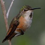Hummer38.jpg