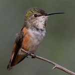 Hummer43.jpg