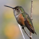 Hummer51.jpg