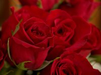 Valentine Rose DSC_2606 -1.jpg