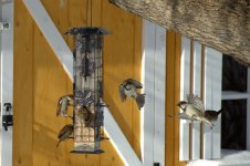 BIF sparrows at feeder DSC_2512 -1.jpg