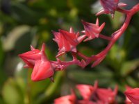 Aloe.jpg