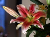 Lily2.jpg