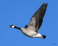 GooseFlight-330.jpg