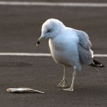 Gull3.jpg