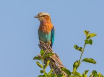 DSC_5142.jpg