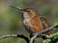 Hummer6.jpg