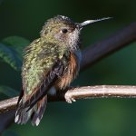Hummer18.jpg