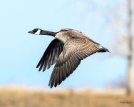 GooseFlight-360.jpg