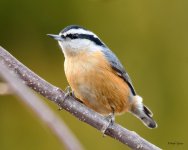 RedNuthatch-310.jpg
