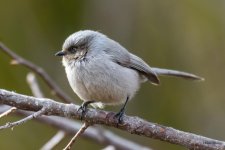 Bushtit-310.jpg