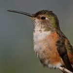 Hummer41.jpg