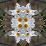 4Flower2Small.jpg