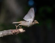DSC_5295.jpg