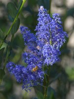 Ceanothus2.jpg