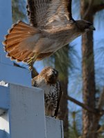 Hawk5.jpg