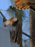 Hawk6.jpg