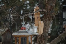 DSC_2825+Woodpecker full frame -0001.jpg