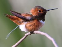 Hummer5.jpg