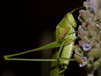 Hopper.jpg