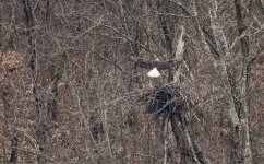 Eagle.jpg