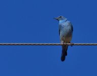 ROY_7940.JPG