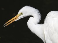 Egret4.jpg