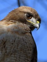 Hawk2.jpg