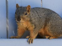 Squirrel2.jpg