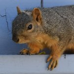 Squirrel4.jpg