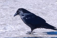 DSCN3977+Sobey Crow-0001.jpg