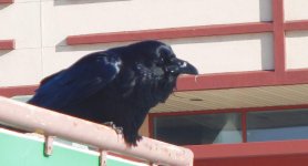 DSCN3971+Sobey Crow-0001.jpg