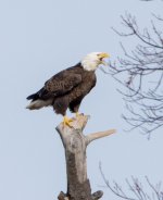 DSC_0964.jpg