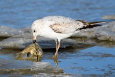 YummyGullMeal-300.jpg