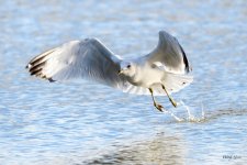 GullFlight-323.jpg