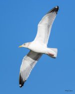 HerringGull-300.jpg