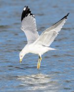 GullFlight-320.jpg