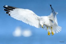 GullFlight-321.jpg