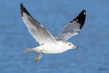 GullFlight-322.jpg