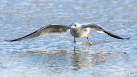 GullFlight-324.jpg