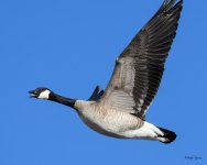 GooseFlight-331.jpg