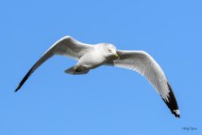 GullFlight-365.jpg