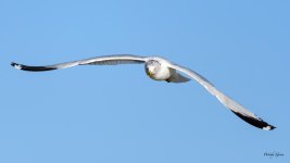 GullFlight-366.jpg