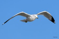 GullFlight-367.jpg