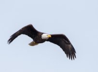 DSC_0933.jpg